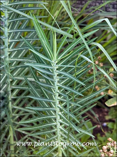 Caper Spurge (Euphorbia lathyris
This illustrates the decussate (leaves are in perpendicular planes at right angels to the leaf above) leaf arrangement.